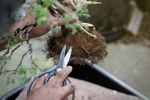top-view-making-bonsai-trees-the-process-of-scraping-soil-from-the-picture-id1170563148.jpg